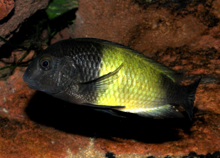 Tropheus sp. Black Ikola