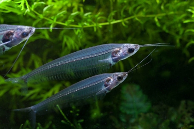 Kryptopterus vitreolus Siluridae