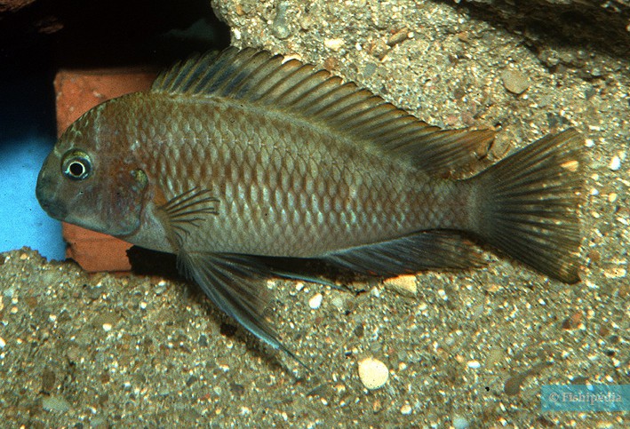 Tropheus moorii