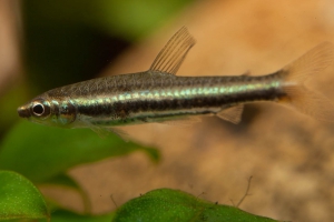 Nannostomus minimus