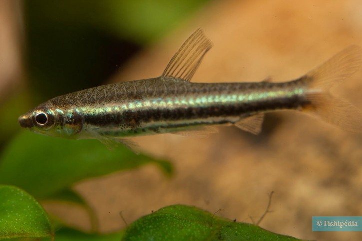 Nannostomus minimus