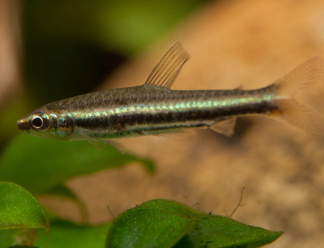 Nannostomus minimus