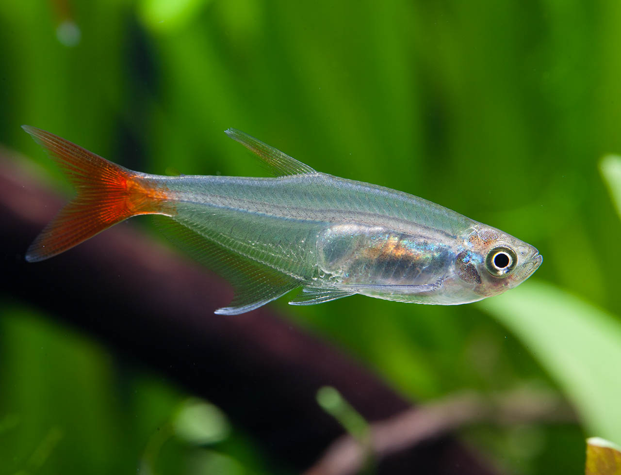 Prionobrama filigera
