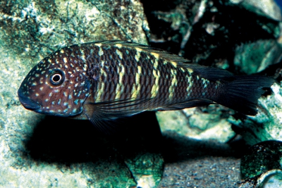 Tropheus aff. moorii "Murago" Cichlidae