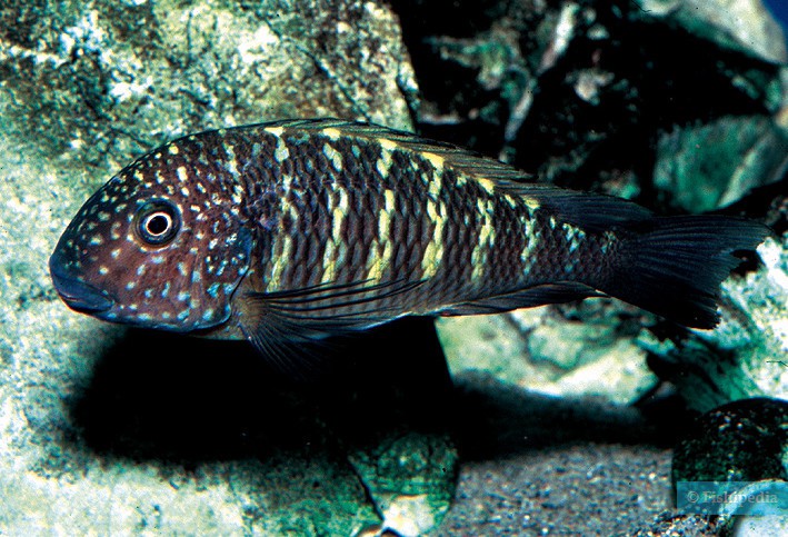 Tropheus aff. moorii "Murago"