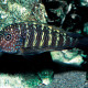 picture of Tropheus aff. moorii "Murago"