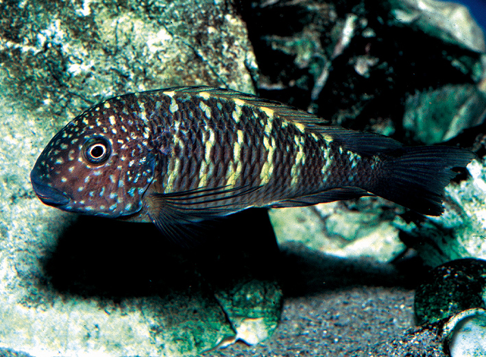 Tropheus aff. moorii "Murago"