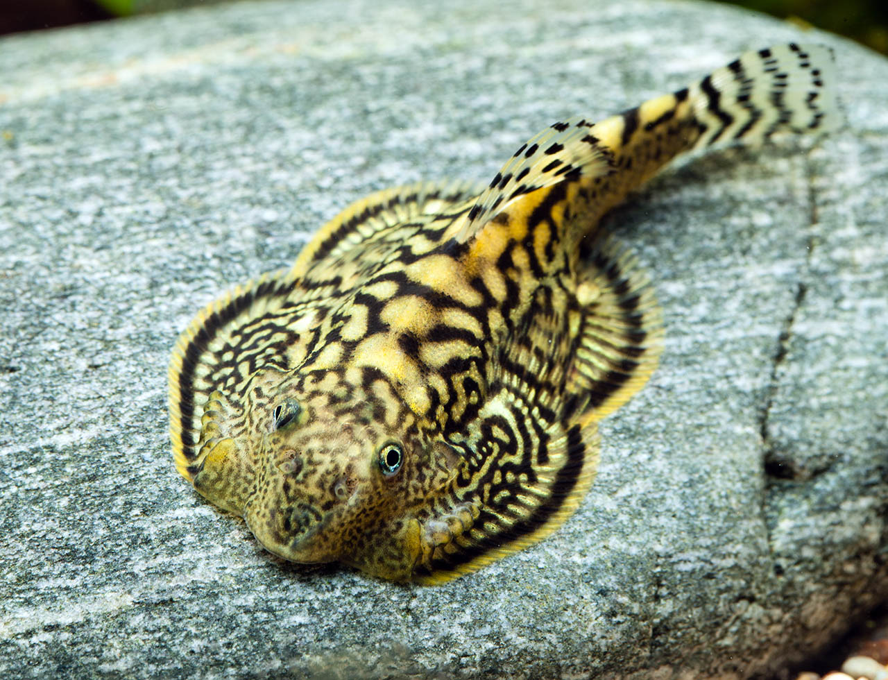 Sewellia marmorata