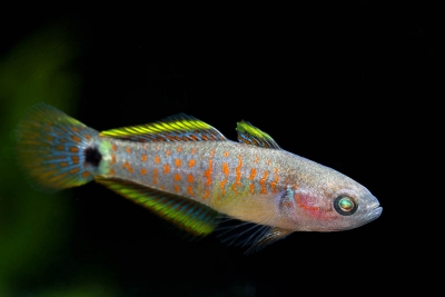 Tateur Eleotridae
