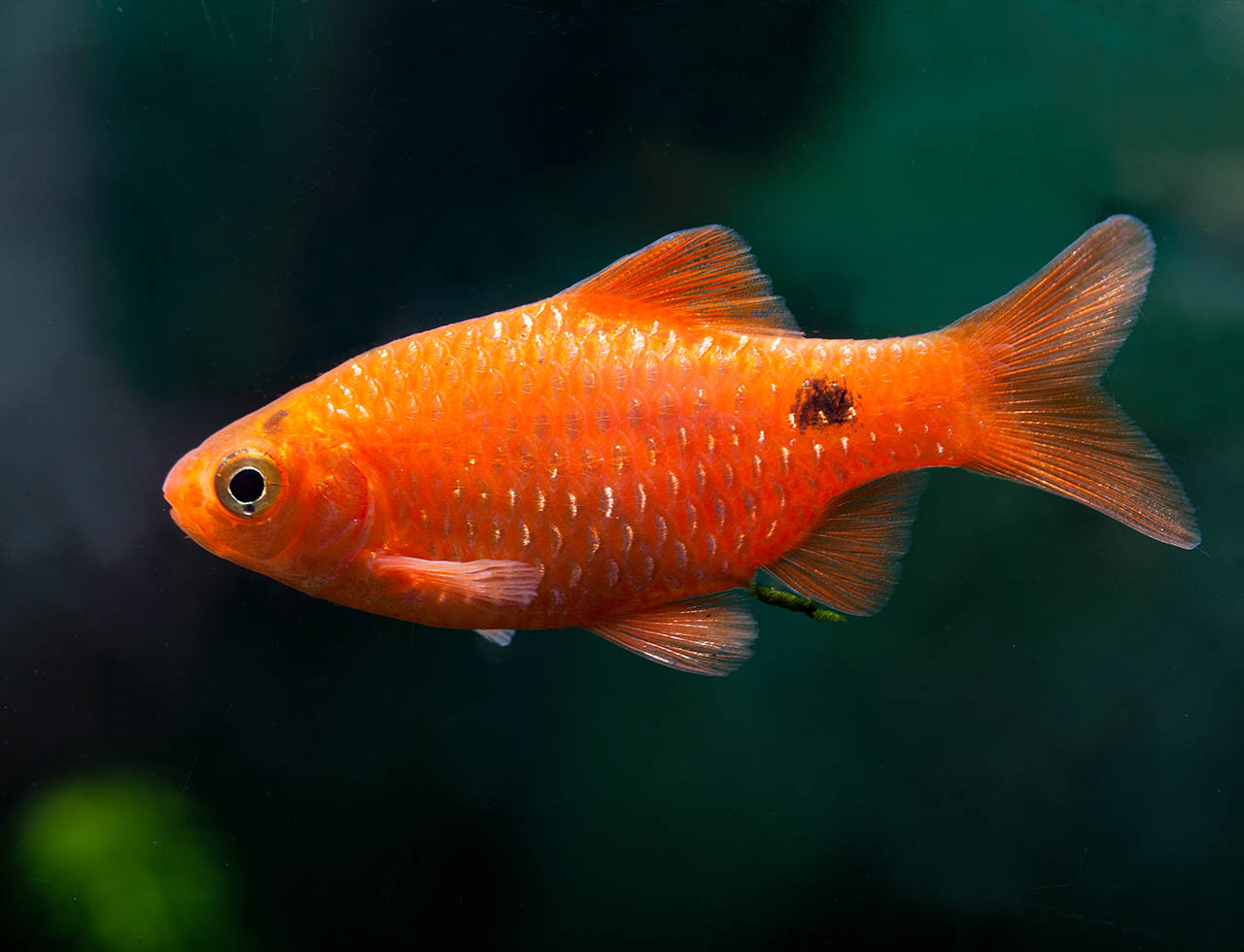 Pethia conchonius