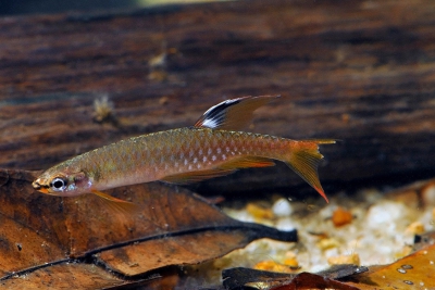 Copella arnoldi Lebiasinidae