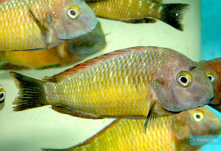 Tropheus moorii