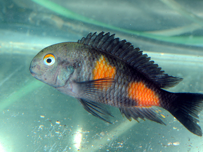 Tropheus sp. Black Bulu point