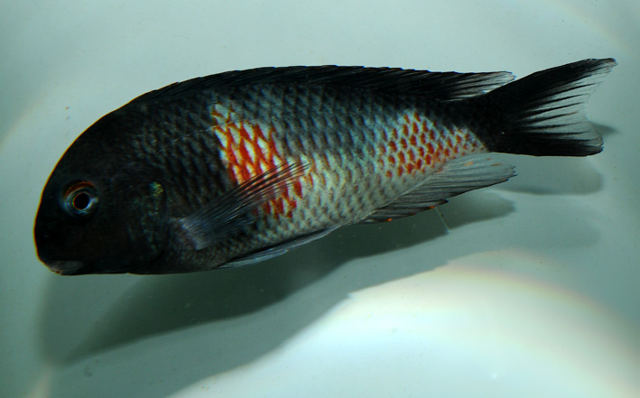 Tropheus sp. Black Bulu point - Bulu Point, Kirschflek