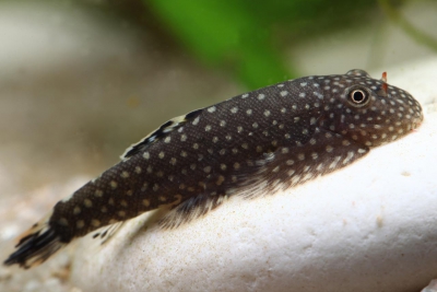 Gastromyzon punctulatus Balitoridae