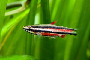 Nannostomus rubrocaudatus