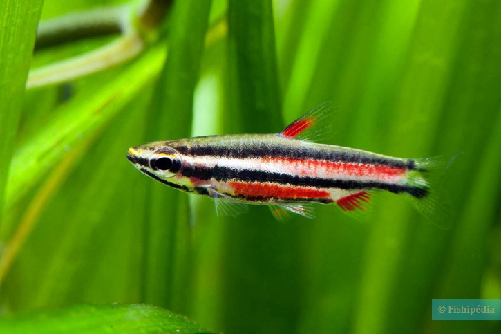 Nannostomus rubrocaudatus