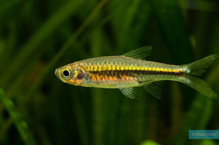 Rasbora cf. paucisqualis