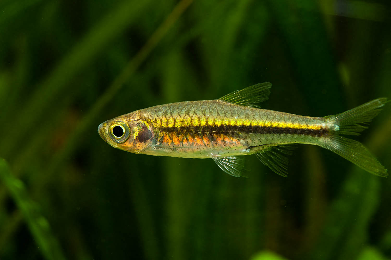 Rasbora cf. paucisqualis