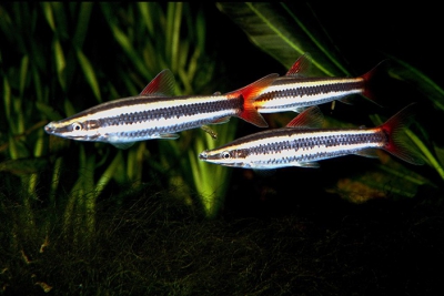 Anostomus anostomus Anostomidae
