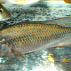 picture of Astatotilapia calliptera