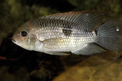 Aequidens diadema Cichlidae