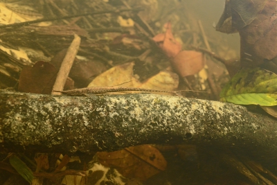 Farlowella reticulata Loricariidae