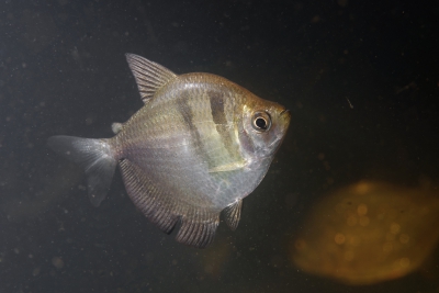 Gymnocorymbus ternetzi Characidae