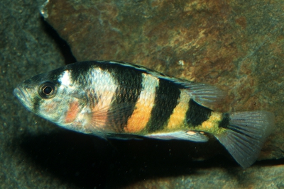Astatotilapia latifasciata Cichlidae