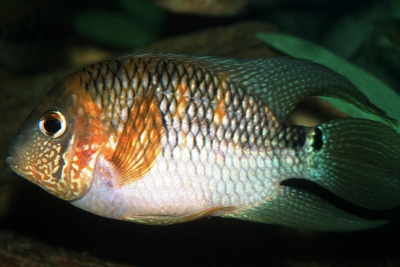 Aequidens metae Cichlidae