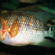 picture of Aequidens metae