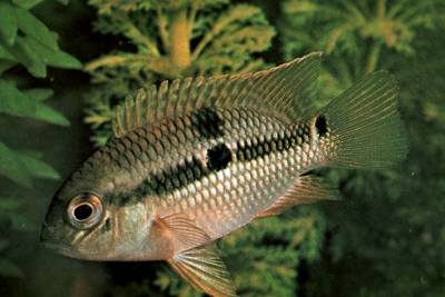 Aequidens pallidus Cichlidae