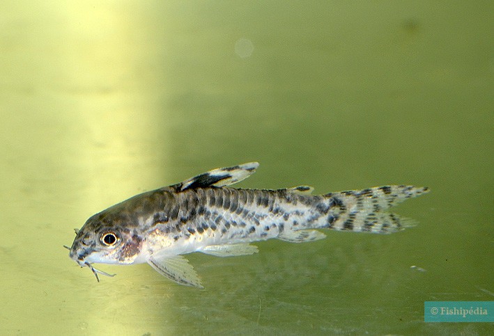 Aspidoras pauciradiatus