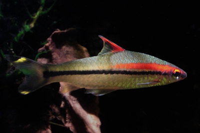 Sahyadria denisonii Cyprinidae
