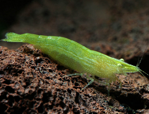 Caridina cf babaulti verte