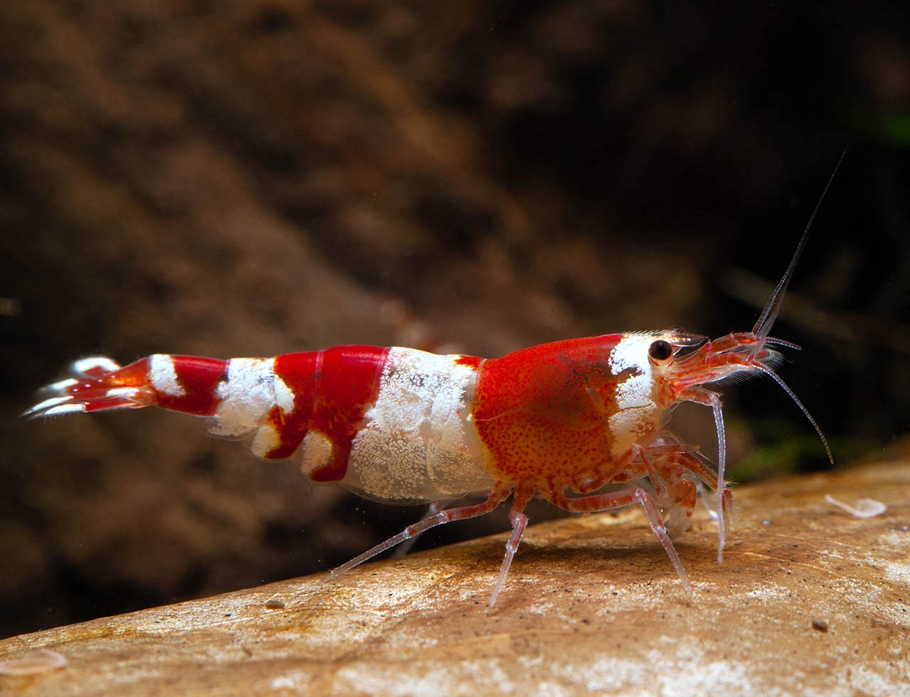 Caridina logemanni “Crystal Red”