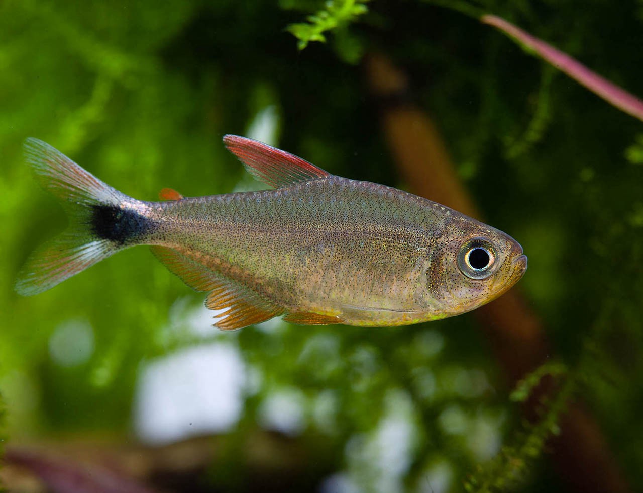 Hyphessobrycon robustulus