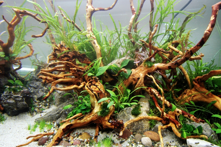 Comment réaliser son premier aquarium Aquascaping ?