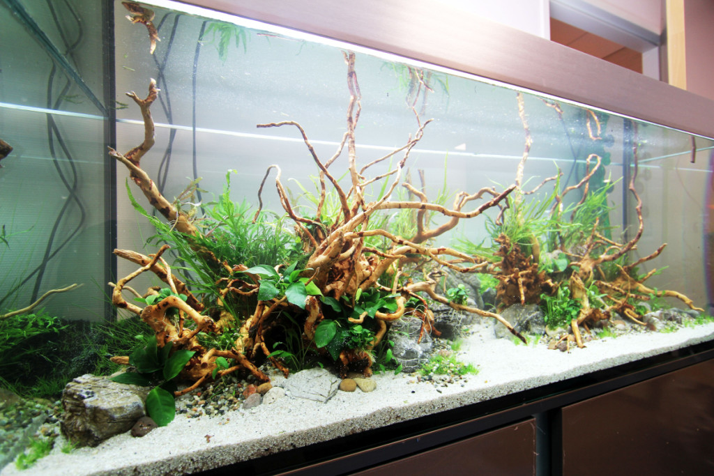 Aquarium 'Aquascaping'