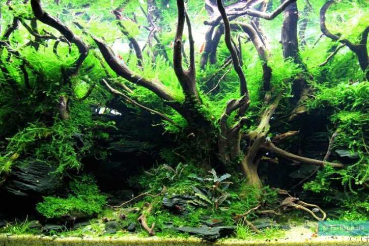 Quels sont les principaux paysages en aquascaping ?
