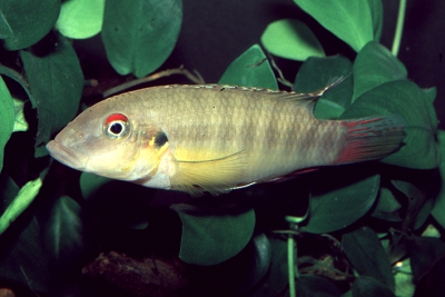 Wallaceochromis humilis Cichlidae