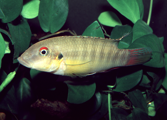 Wallaceochromis humilis