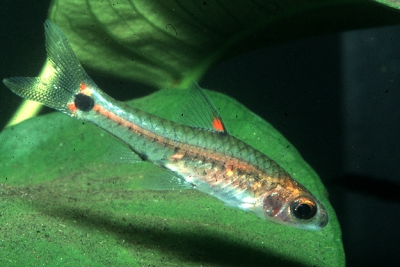 Enteromius sylvaticus Cyprinidae