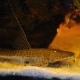 picture of Planiloricaria cryptodon