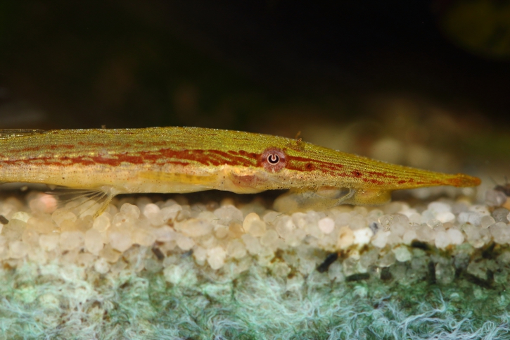 Acestridium dichromum