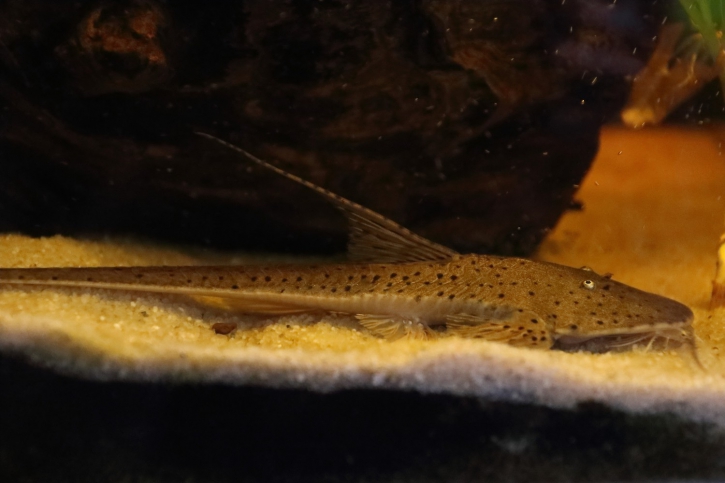 Planiloricaria cryptodon