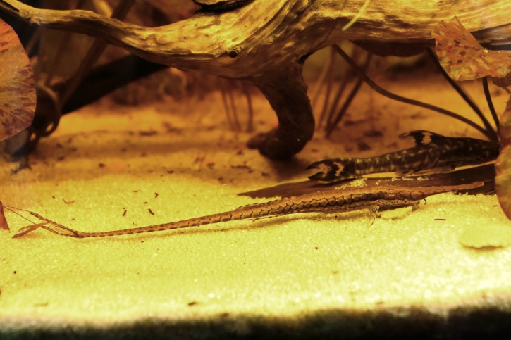 Farlowella platorynchus