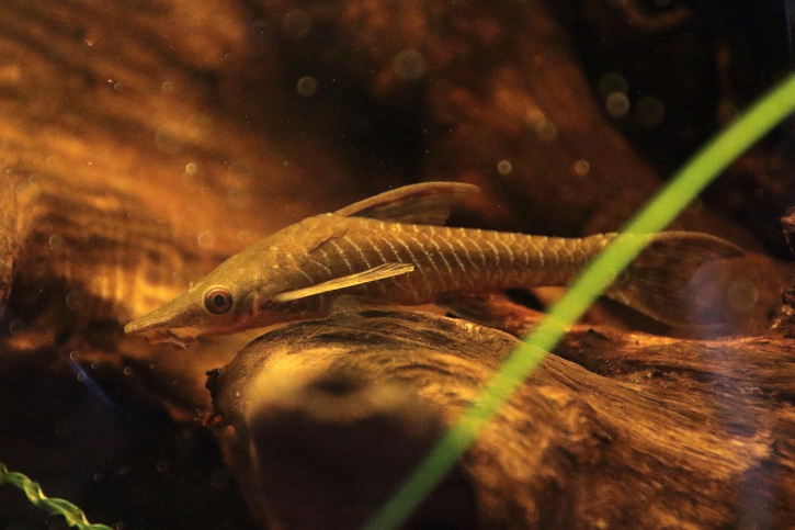 Hypoptopoma inexspectata