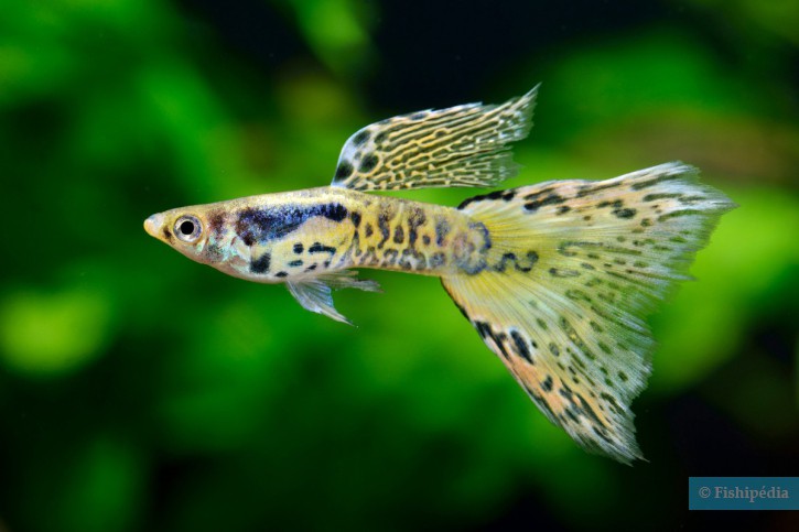 Les particularités des poissons stars de l’aquarium