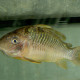 picture of Corydoras britskii